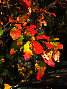 lämnar, faller, hösten, gul, röd, färgglada, höstlöv