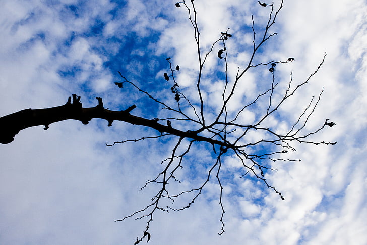 cabang, pohon, membalikkan cahaya, alam, awan, biru