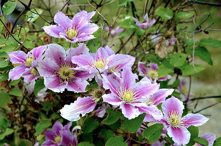 clematis, blossom, bloom, flower, nature, climber