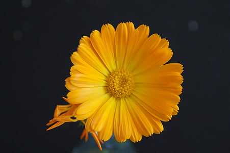 flower, yellow, yellow flower, close, marigold