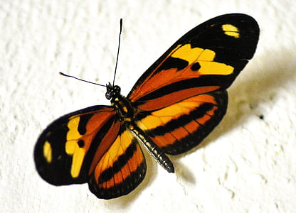 mariposa, gallina de Guinea, para colorear, pintura, dibujo, insectos, mariposa - insecto