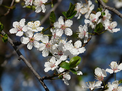 dzikie śliwki, kwiat, Bloom, drzewo, Oddział, amerykański wildpflaume, Prunus americana