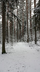 winter, time of year, snow, path, forest, track, tree