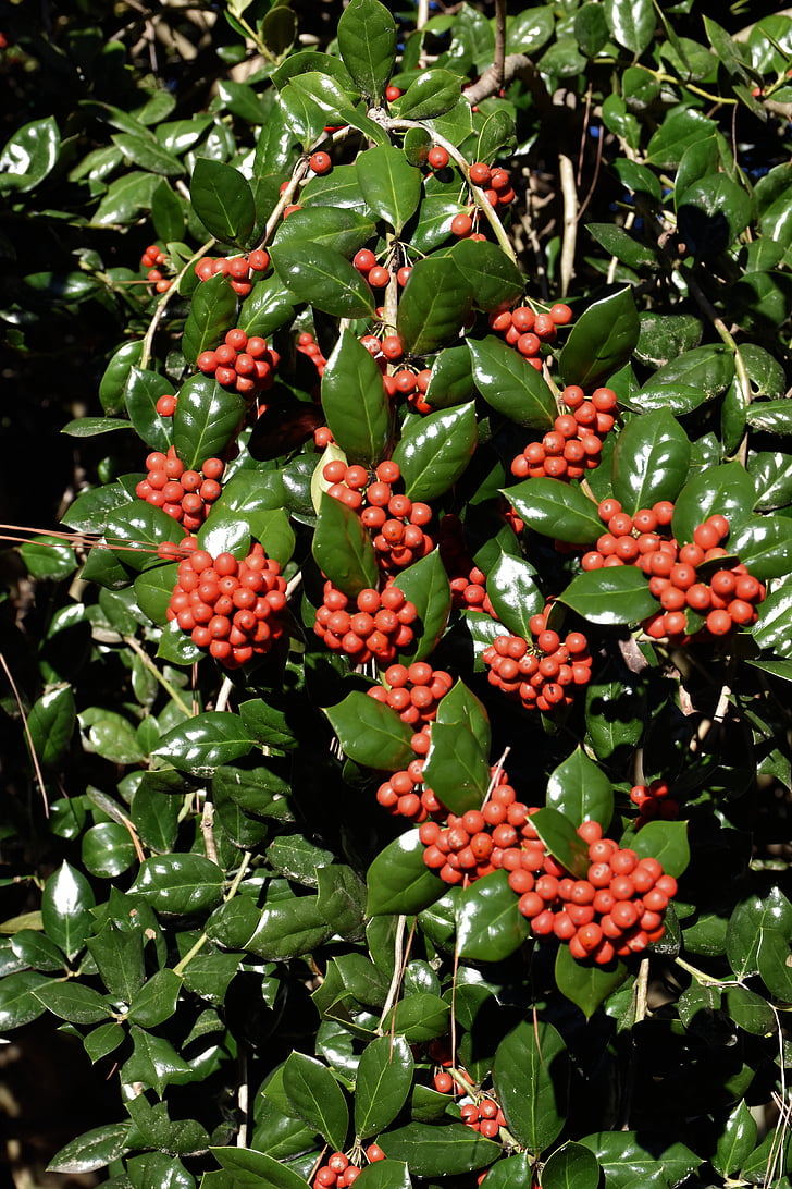 Holly, Karácsony, karácsonyi magyal, december, szezonális, dekoráció, fa