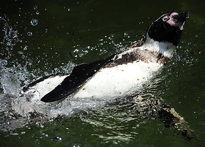 penguin, humboldt penguin, bird, water bird, swim, water