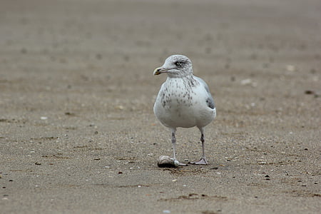 seagull, sand, beach, gull, ornithology, fauna, ocean