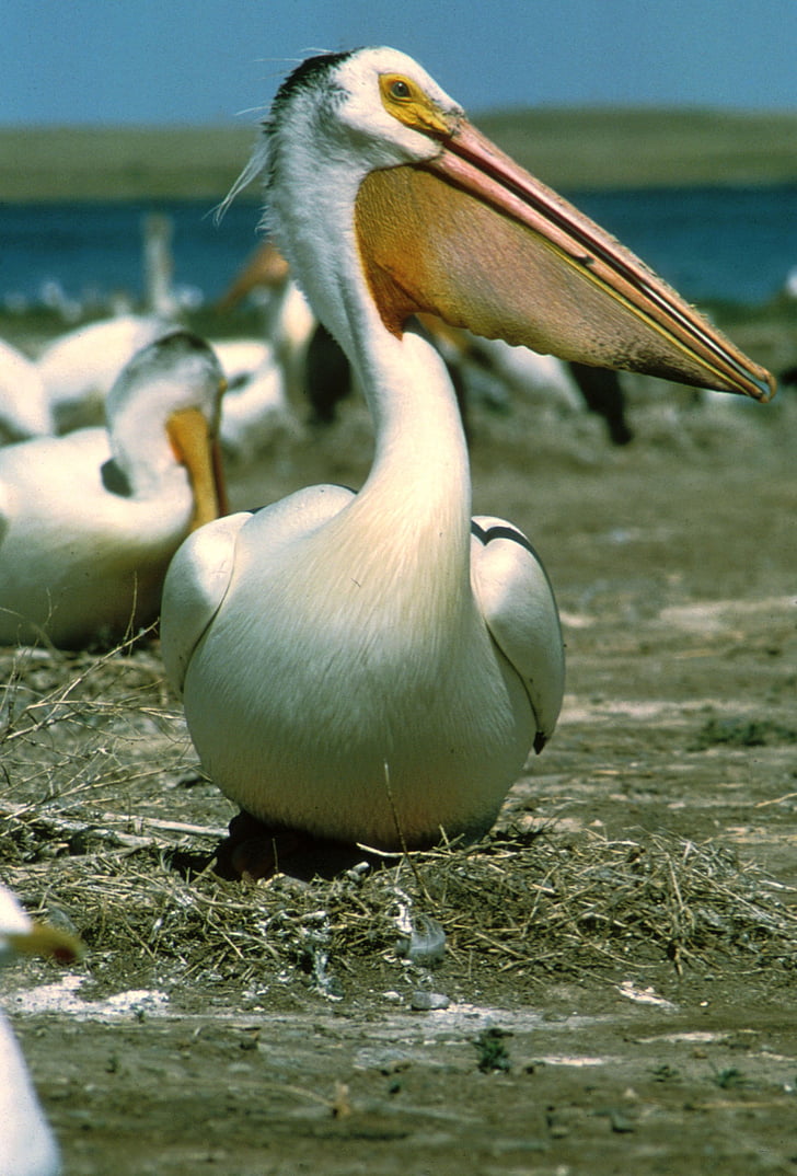 white pelican, bird, wildlife, nature, beak, land, water