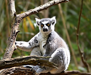 lemur, animal, nature, primate, ring-tailed, wildlife, mammal