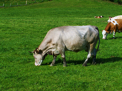 graue Kuh, grüne Weiden, Rinder