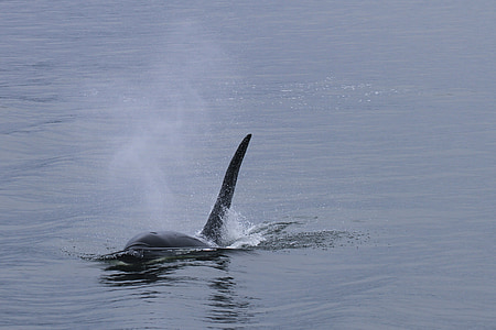 Orca, Baleine, orque, mammifère marin, baleines, vie marine, mer