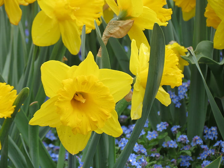 flores, Osterglocken, amarillo, flor, floración, Semana Santa, flores amarillas