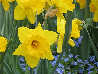 ดอกไม้, osterglocken, สีเหลือง, ดอก, บาน, อีสเตอร์, ดอกไม้สีเหลือง