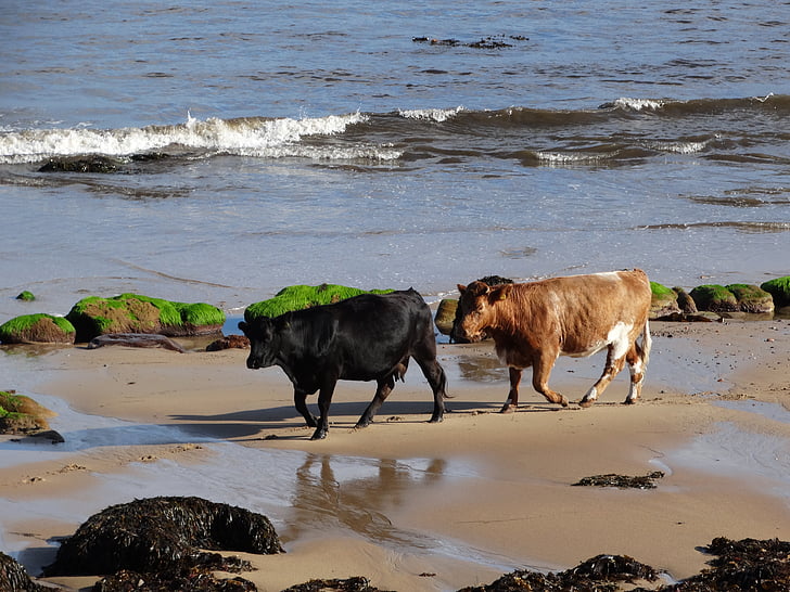 αγελάδες, παραλία, στη θάλασσα, Brora, Highlands της Σκωτίας