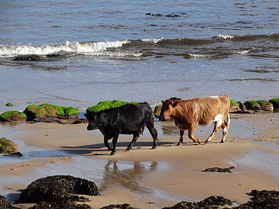 krowy, Plaża, morze, Brora, Wyżyny Szkocji