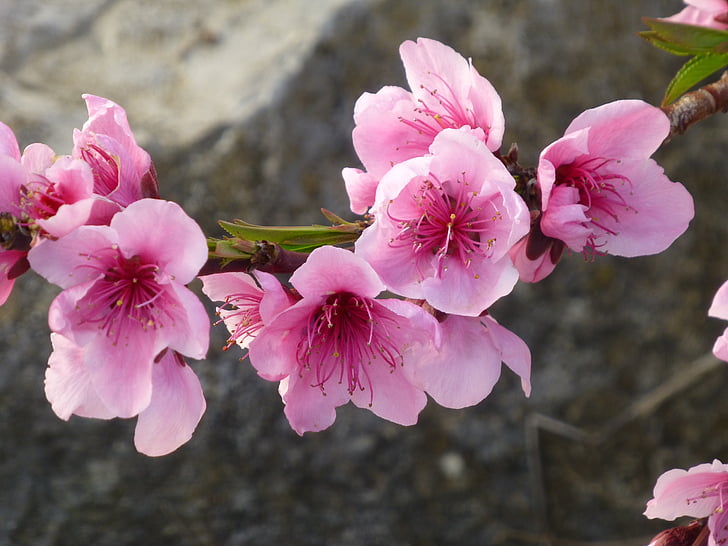 Almond kukkien, kevään, vaaleanpunainen, Frühlingserwachen, kukinnan oksa, frühlingsanfang, oksat