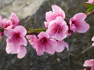 almond blossom, spring, pink, spring awakening, flowering twig, frühlingsanfang, branches