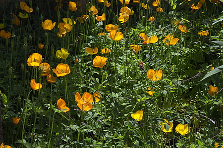 Hidcote manor, amapolas amarillo brillantes, exuberante follaje verde