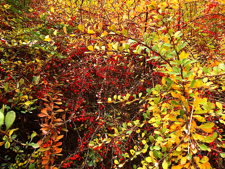 Príroda, hip, rastliny, jeseň, Bush, farby, Rose hips