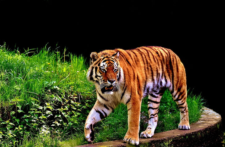 tigris, ragadozó, szőrme, gyönyörű, veszélyes, macska, vadon élő állatok fotózás