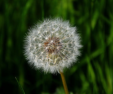 dandelion, nature, seeds, plant, seed, fluffy, close-up