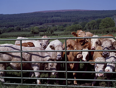 kvæg, Gate, Ranch, landbrug, Farm landdistrikter, land, landbrug