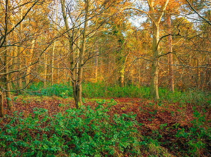 Suffolk, zahod, pospravijo, jeseni, listov, narave, drevo