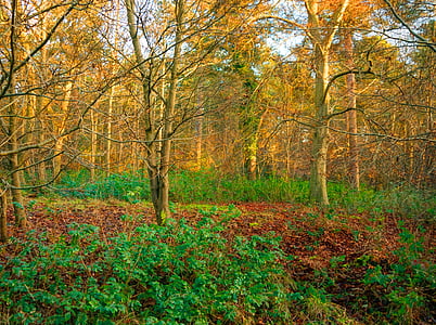 Suffolk, oeste, guardar, otoño, hoja, naturaleza, árbol