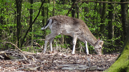 Roe deer, hutan, tanduk, rusa Bera, hewan, Hirsch