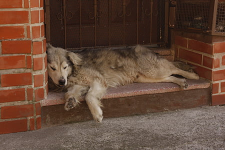 สุนัข, โกหก, ความขี้เกียจ, สุนัขนอนอยู่, เหน็ดเหนื่อยเมื่อยล้า