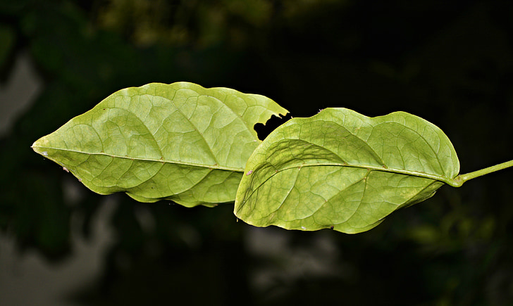 listy, čerstvé, Zelená, Leaf, Príroda