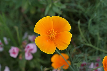 Hoa, Sân vườn, Hoa, màu da cam