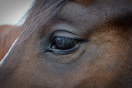 cavall, ull, ull de cavall, cap cavall, pestanyes, animal, marró