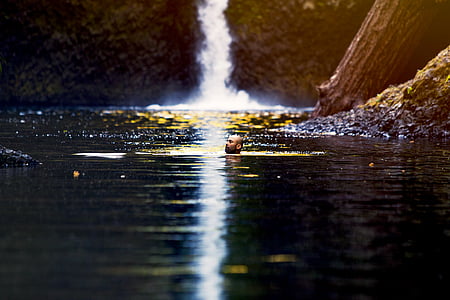 osoba, pływanie, Rzeka, w pobliżu, Falls, wody, Wodospad