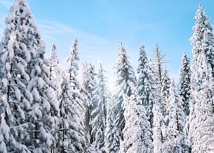 自然, 景观, 伍兹, 森林, 雪, 冬天, 感冒