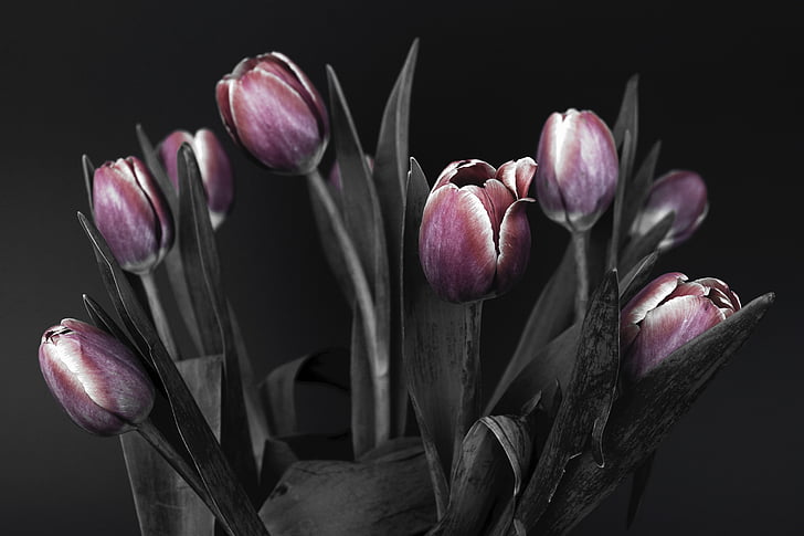 tulips, flowers, pink, black and white, nature, spring, spring awakening