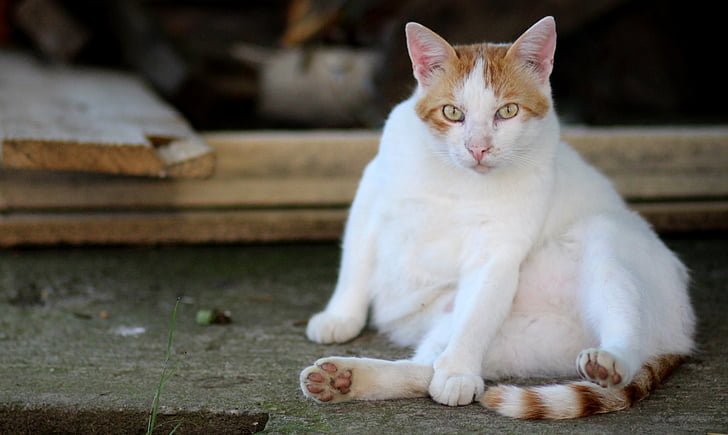 katė, balta, oranžinė, tingus, gyvenamoji vieta, naminė katė, augintiniai