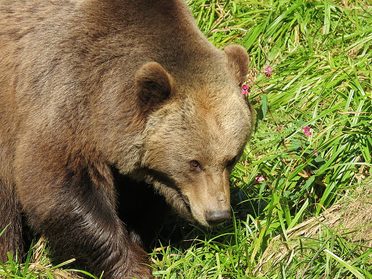 Niedźwiedź, Bear park, Natura, zwierząt, Zamknij