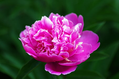 flower, peony, pink, spring, nature, floral, blossom