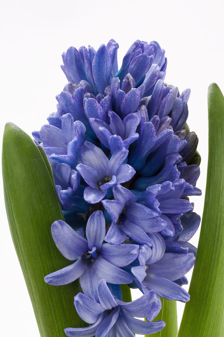 hyacinth, Hyacinthus orientalis, Asparagaceae, asparges plante, blomst, forår, plante