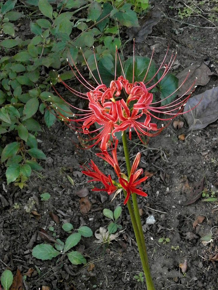 ヒバンバナ, Amaryllis, Spider lily, röda blommor, Höstens blommor, lakrits, amaryllisväxter släkten
