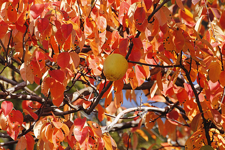 chinese quince, wood, autumn