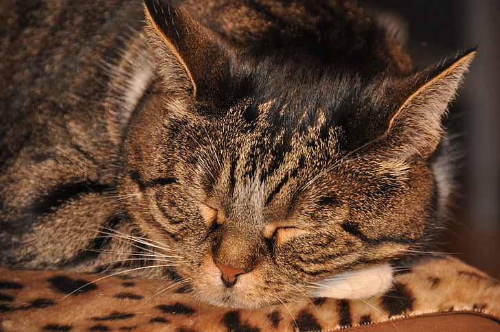 Сплячий кіт, кішка, відпочинок, тварини, сон, котячих, ледачий