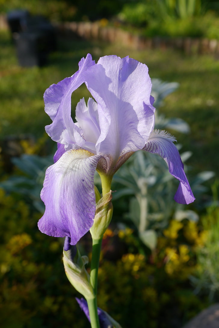 Iris, Taman, makro, bunga, musim semi, ungu, Tanaman Taman