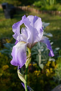 iris, garden, macro, flower, spring, violet, a garden plant