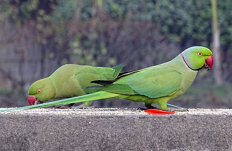 fugl, Parakit, grøn, Tropical, papegøje, fauna, Rose-ringede Parakit