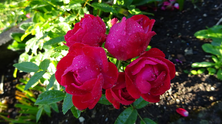 red roses, rose, red, rose blooms, red rose, flower, flower garden