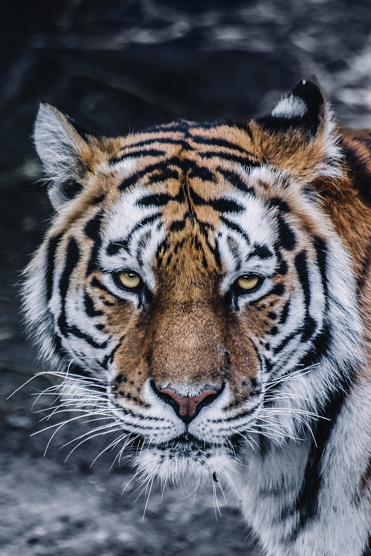 animal, gato grande, Close-up, felino, depredador, Tigre, gato salvaje