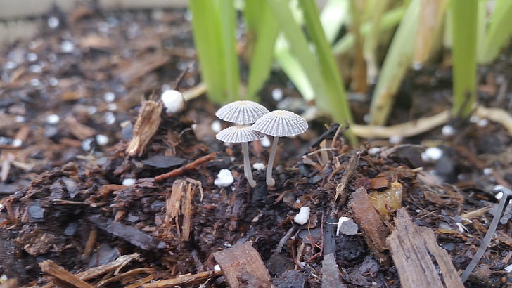 nature, mushrooms, close up