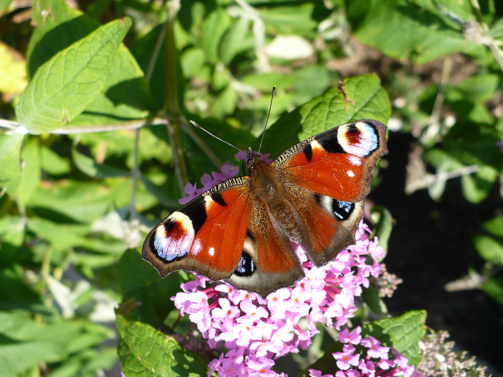 tauriņš, Peacock butterfly, vasarā ceriņi