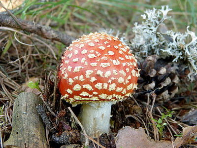 Muchomůrka červená, houby, podzimní les, toxický, houby, Muchomůrka muscarias